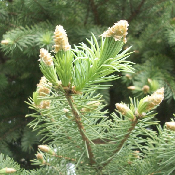 New Growth on the Blue Spruce