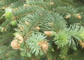 Blue Spruce Tree