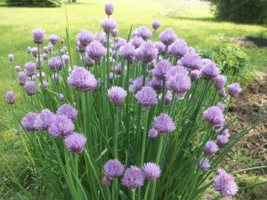 Chives