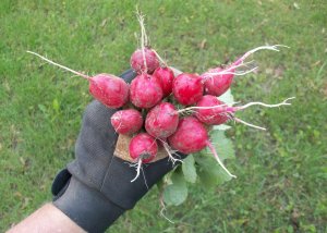 First Bunch of Radishes