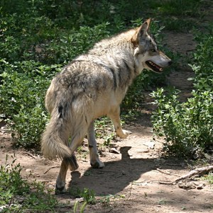 Mexican Wolf Photo Credit: Wikimedia Commons