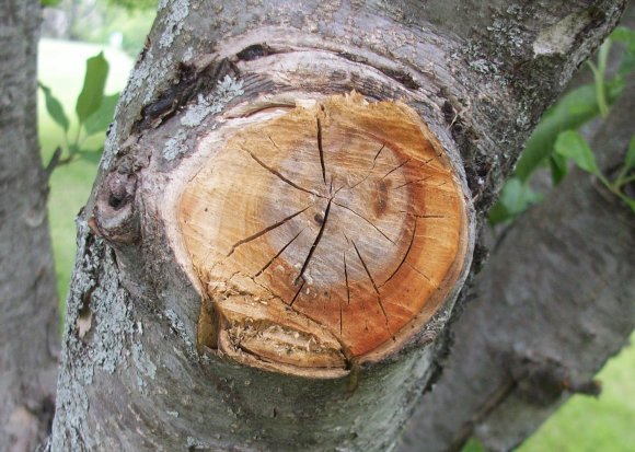 Apple Tree After Subzero Weather Pruning