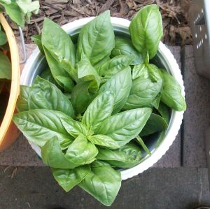 Basil
