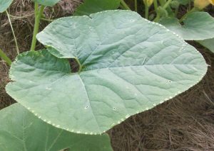 Turk's Turban Squash Plant
