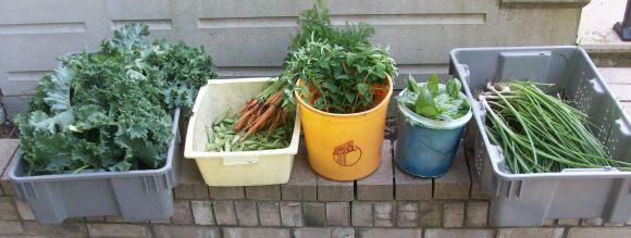 Last Saturday of Spring Harvest - kale, peas, carrots, celery, oregano, basil and spring onions.