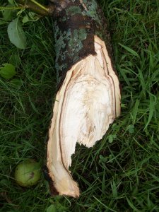 Fallen Apple Tree Branch