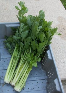 Freshly Picked Celery