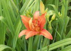 Day Lily