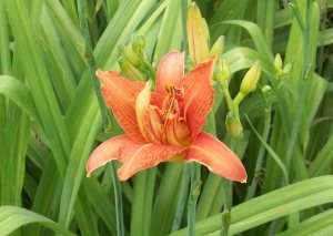 Day Lily