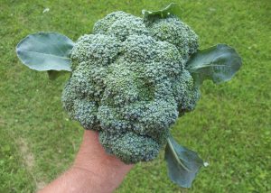 First Pick of the Broccoli