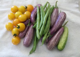 Cherry tomatoes, Fairy Tale eggplant, green beans and a pickling cucumber harvested July 16, 2016