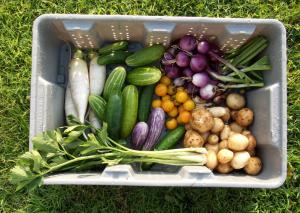 Harvest for the Weekend Kitchen