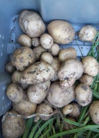 Freshly Dug Potatoes