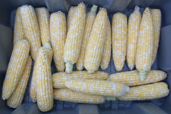Locally Grown Sweet Corn