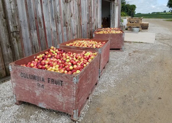 Burgundy Apples Waiting Precessing into Baked Goods and Cider