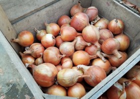 Box of Onions