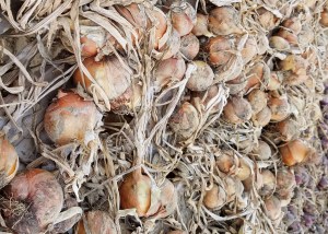 Curing Onions