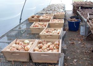 Onion Trimming Progress