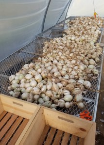 Onion Trimming Work Station