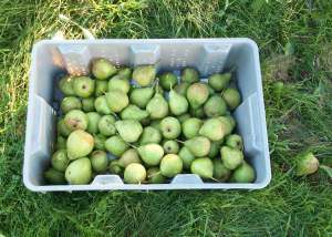 Crate of pears.