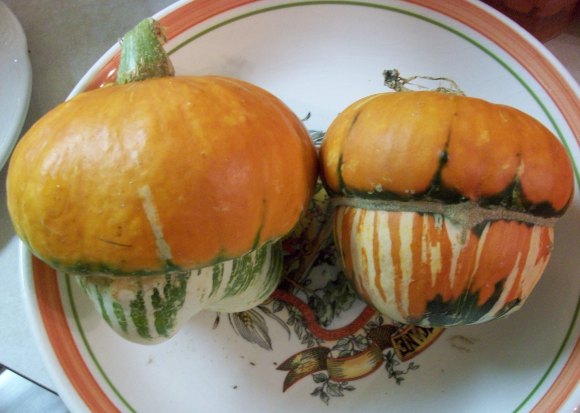 Turk's Turban Squash from the Garden