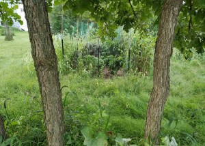 Garden Plot with Kale. Peppers and Tomatoes