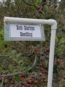 Bob Darby's Seedling