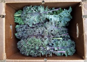 Kale