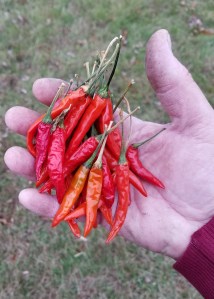 Bangkok Peppers for Seeds
