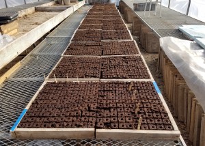 3,120 Soil Blocks