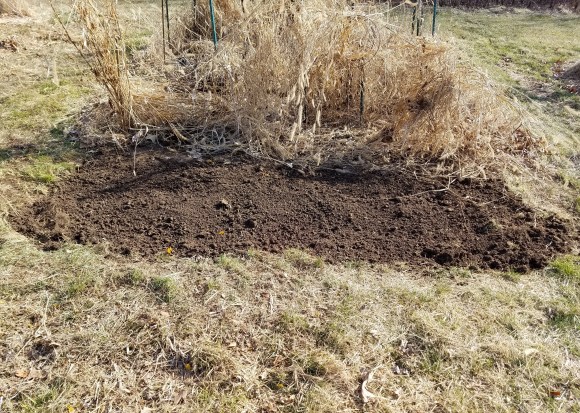 Belgian Lettuce Patch - 2017